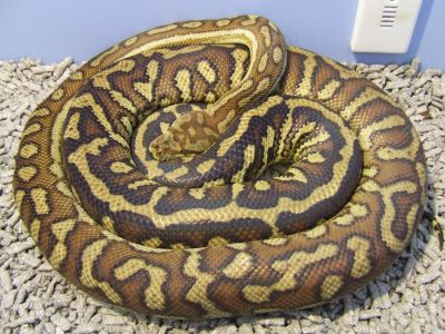 bredli python python for adoption 