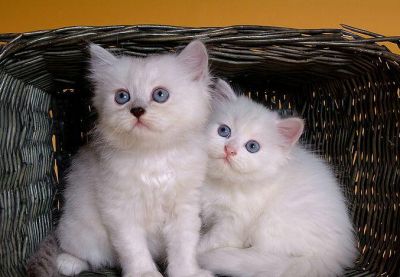 White Blue Eyes: Persian Kittens
