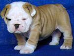 cute english bulldog puppies