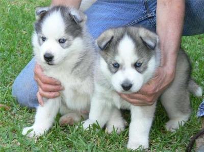 Excellent champion siberian husky puppies for free adoption.