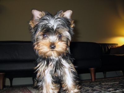 wonderfull yorkie puppy ready to go
