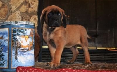 Gorgeous Mastiff Puppies