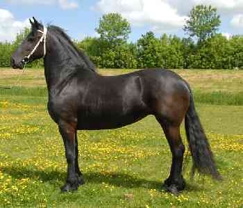 black mare friesian horse ready to go