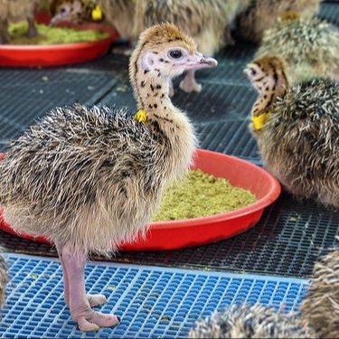 Ostrich Chicks in Middelburg South Africa