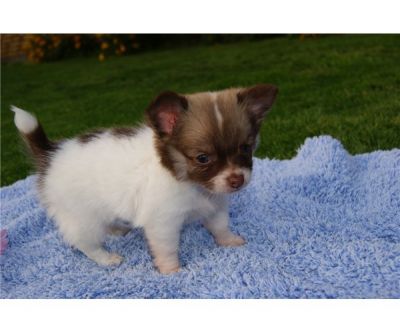 2 Toy Chihuahua Puppies For Sale/Adoption -