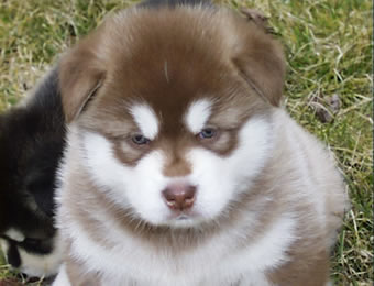 Excellent  Alaskan Malamute Puppies Ready.