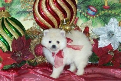 Home Raised & socialized Pomeranian Puppies