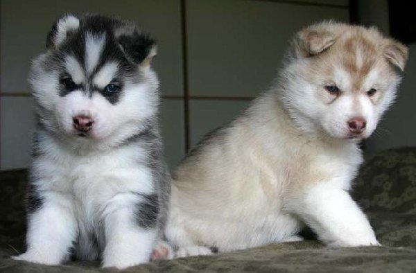 Beautiful Siberian Husky puppies.