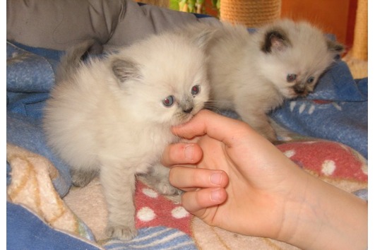 Awesome  male and female  British Short hair  kitten   for sale.