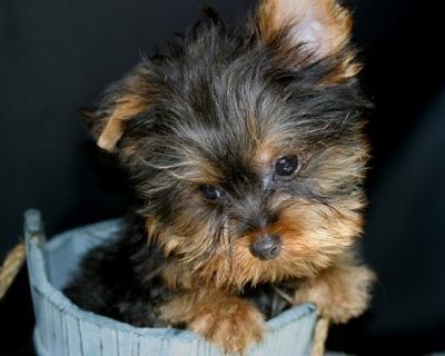 Yorkshire Terrier