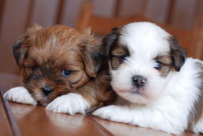charming Lhasa Apso puppies