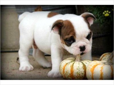 AKC Reg Parti Bulldogs Puppies Ready To Go! ! ! ! 