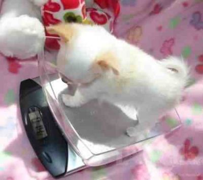 am having this cute and lovely chihuahua puppies that i want to let go to any loving and caring home