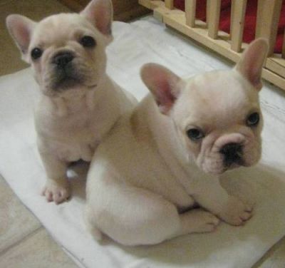 Two   French Bulldog puppies  