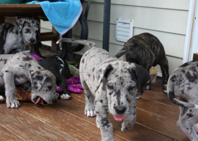 Gorgeous AKC Great Dane puppies from Euro lines.