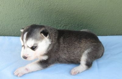 Cute and Adorable Siberian Husky Puppies For Sale