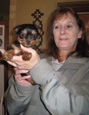 Yorkie Puppies For Free To Good homes... 