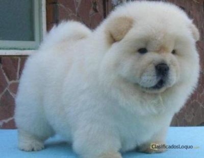 CHOW CHOW PUPPIES FOR ADOPTION