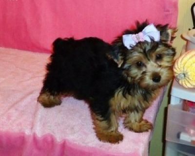 Healthy Top Quality Tea cup Yorkshire Terrier Puppies