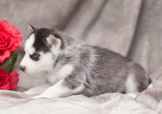 Qualified Siberian Husky Dog