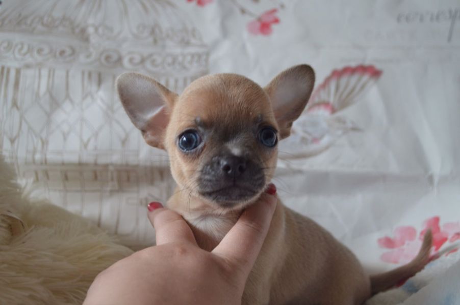 Gorgeous litter of Chihuahua