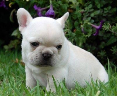 We have french bulldog puppies for adoption