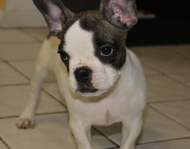 Gorgeous French Bulldog Puppies For Sale 