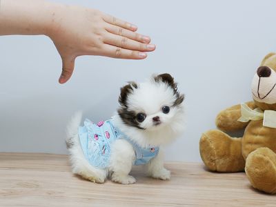 Cute and adorable pomeranian baby face puppy  for free adoption