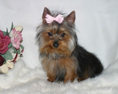 Yorkshire Terrier