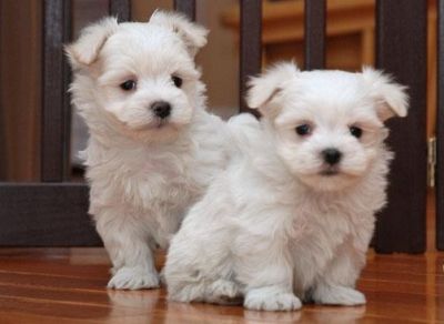 Charming and amazing Maltese puppies 