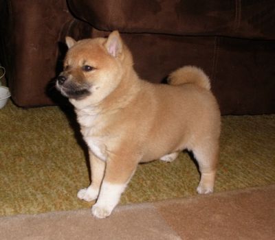 lovely xmas shiba inu puppies ready for rehoming