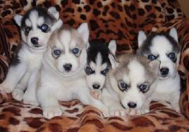 Lovely Siberian Husky Puppies For Sale 
