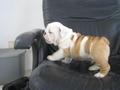 Cute Bulldog babies from parents of Wonderful Confirmation