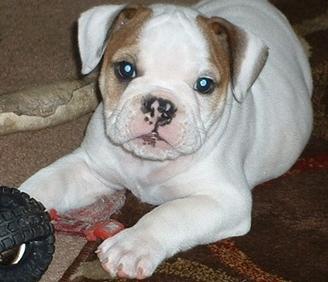 Gorgeous English bulldog pupps available now