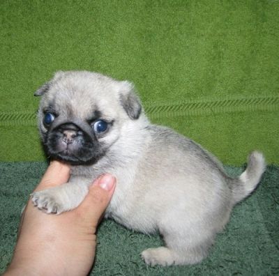 Lovely pug puppies ready for re homing