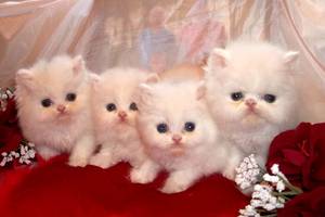 Blue eyes Persian Kittens magnificent