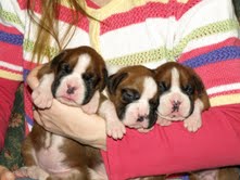 Nikita $$ Boxer Puppies for sale