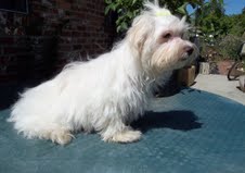  Adorable Maltese Puppies For Free Adoption