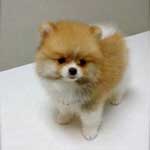 12weeks lovely pomeranianpuppy for any lovely home