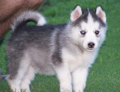 Adorable Siberian Husky puppies