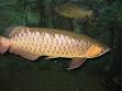 Beauty Asian fish farm and store supply Arowana fishes worldwide