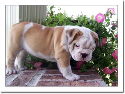 Nice and Healthy Babies English Bulldog Puppies‏