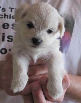 Beautiful Havanese Puppies for sale.