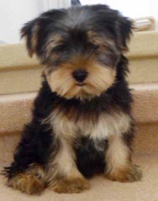 cutest t cup yorkie puppies for sale to good homes