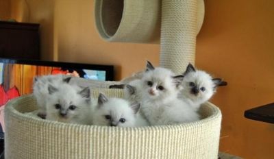 three male and two females Ragdoll kittens 