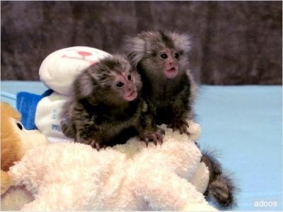 baby marmoset monkey 