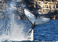 Whale Watching Tours