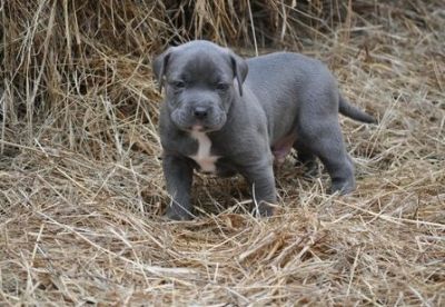 pitbull puppies for playful families