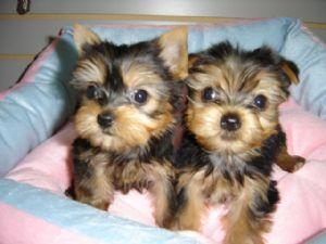 Yorkshire Terrier Puppies For Free Adoption To A pet lover