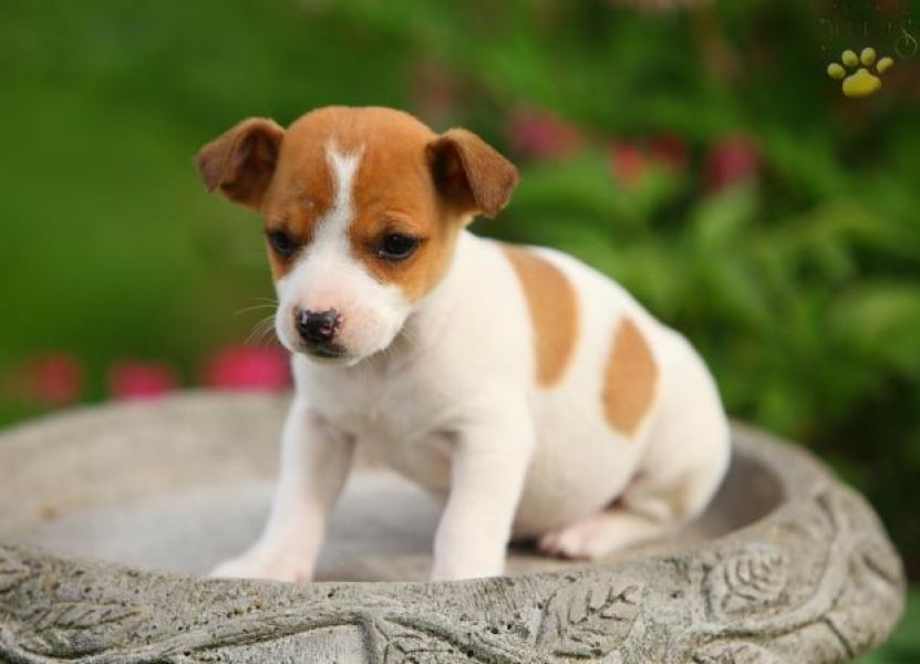 Socialize Jack Russell Terrier puppies for adoption.